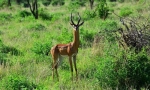 Каква е характеристиката на antelope guernec?